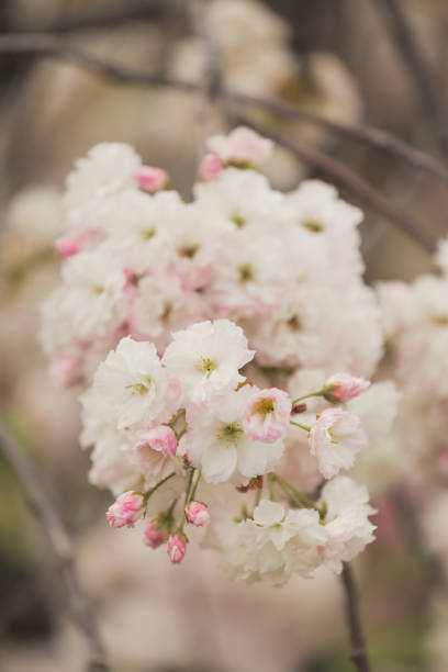 Blooming pink sakura close-up, floral background
