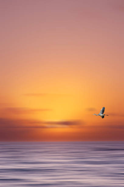istock Heron flying across a golden sunrise 2162353085