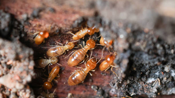 istock Termites are small insects that live in underground nests and termite mounds. Termites can consume wooden structures of a house and other parts such as wooden floors, windows, doors, and furniture. 2162353329