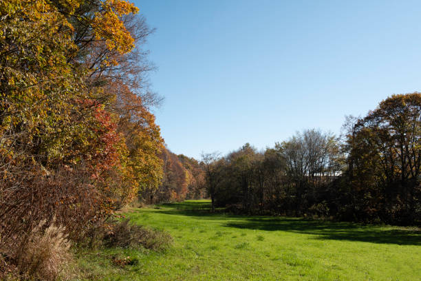 istock Autumn forest and beautiful green field 2162354086