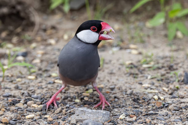 Nature Wildlife image of beautiful bird Java sparrow (Lonchura oryzivora)