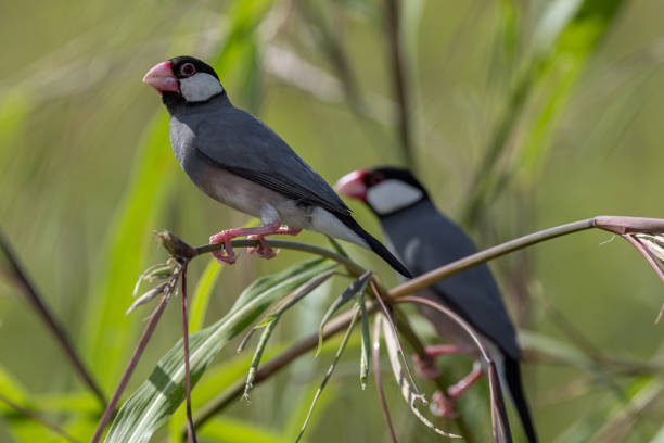 Nature Wildlife image of beautiful bird Java sparrow (Lonchura oryzivora)