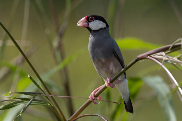 istock Nature Wildlife image of beautiful bird Java sparrow (Lonchura oryzivora) 2162354215