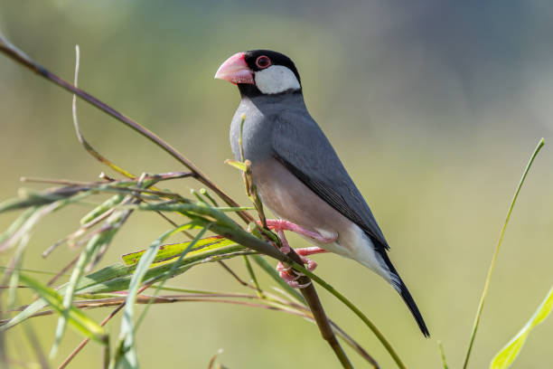 istock Nature Wildlife image of beautiful bird Java sparrow (Lonchura oryzivora) 2162354224
