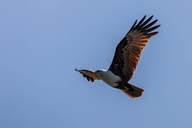 istock Brahminy kite eagle flying above looking for prey over the blue sky 2162354241