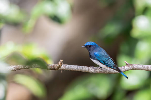 istock Beautiful blue color bird known as Rufous Vented Flycatcher perched on a tree branch at nature habits in Sabah, Borneo 2162354291