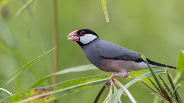 istock Nature Wildlife image of beautiful bird Java sparrow (Lonchura oryzivora) 2162355027