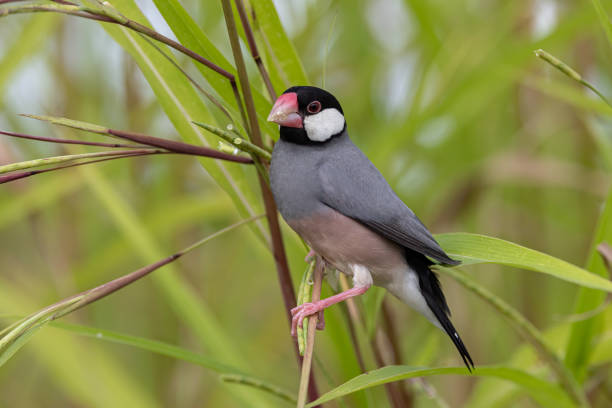 istock Nature Wildlife image of beautiful bird Java sparrow (Lonchura oryzivora) 2162355070