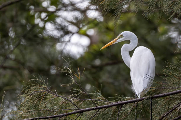 istock Nature wildlife image of cattle egret perching on tree branches with nature green background 2162355090