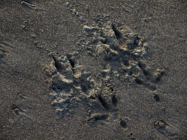 istock Bird footprints on wet sand 2162357467