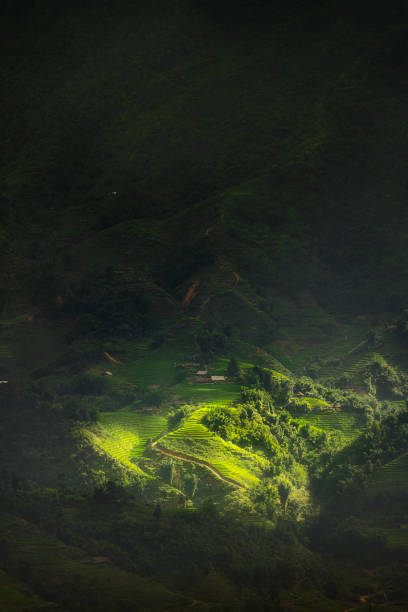 Terraced fields in Sapa, Vietnam, are a stunning and unique landscape feature, renowned for their beauty and agricultural significance. Nestled in the mountainous region of northern Vietnam, Sapa's terraced fields are primarily cultivated by the ethnic minority groups such as the Hmong, Dao, and Tay people.These terraces are ingeniously carved into the mountainsides, creating a series of steps that follow the natural contours of the land. This method of farming is not only visually striking but also highly practical, allowing farmers to maximize arable land in a region characterized by steep slopes and uneven terrain. The terraces help in reducing soil erosion and managing water efficiently, making them ideal for rice cultivation.