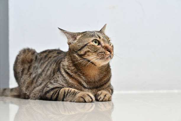 istock Tabby cat sits comfortably at home. 2162360103