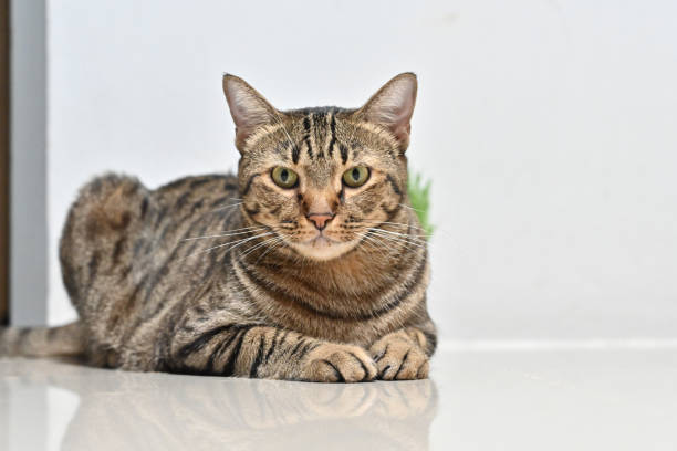 istock Tabby cat sits comfortably at home. 2162360109