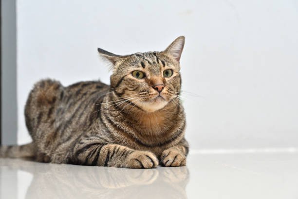 istock Tabby cat sits comfortably at home. 2162360116