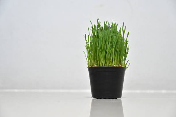A bunch of grass for cats on a white background