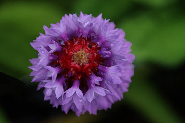 Aerial view of purple and red flower