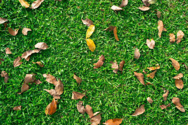Fallen autumn leaves on green grass with copy space, top view.