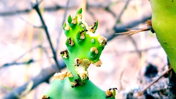 ants on prickly pear plant closeup