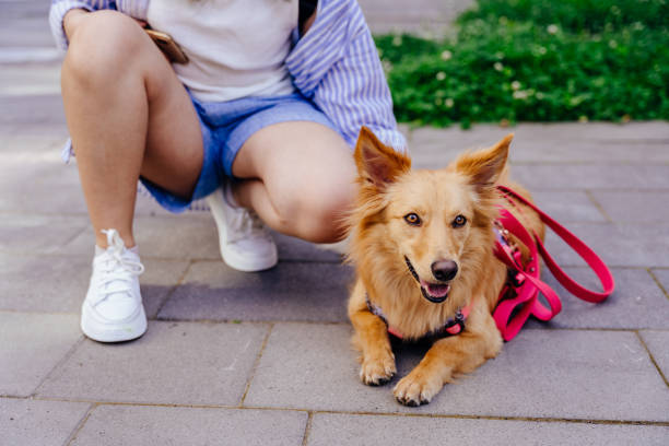 istock Sunny summer walk with pets in the city 2162362687