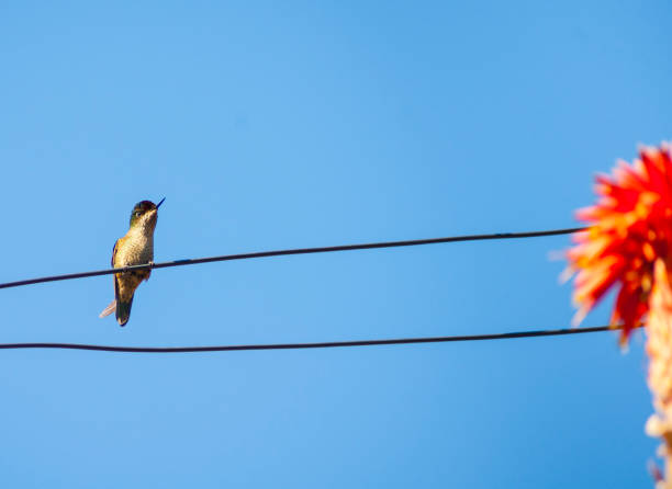 Calliope Hummingbird on power wire near bright red aloe flower from low point of view.