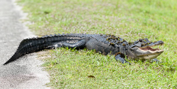istock American alligator with pond vegetation on 2162363454