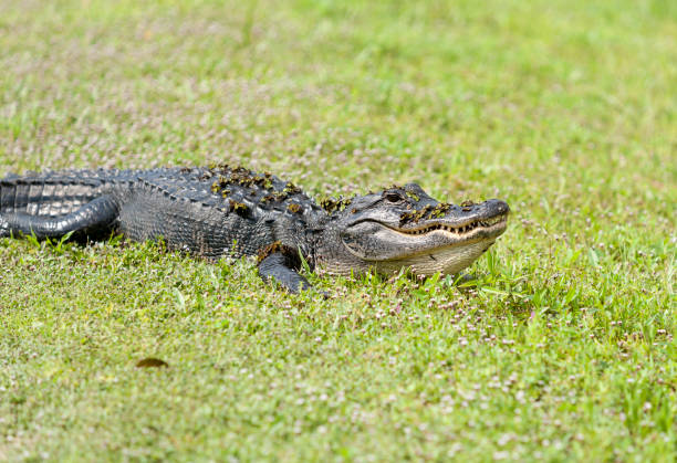 istock American alligator with pond vegetation on 2162363456