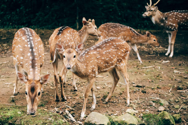A group of spotted deer