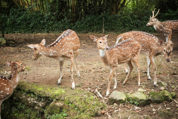 istock A group of spotted deer 2162364108