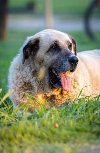 istock Big, dirty stray dog. 2162364516