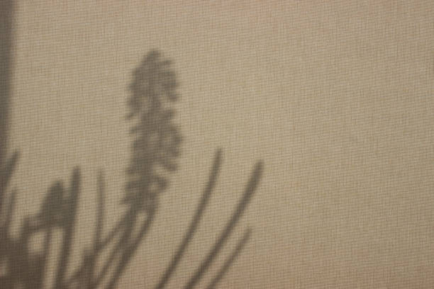 Silhouette of plant casting shadow on beige wall