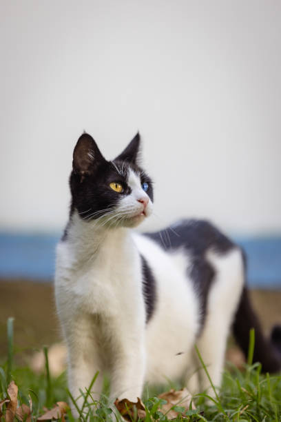 Black-white stray cat is walking on the grass at public park.