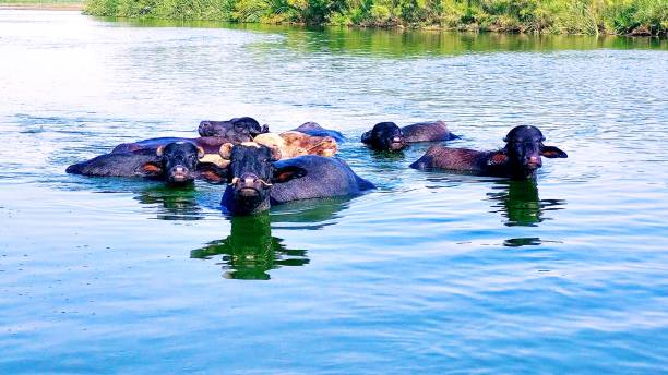 istock buffalo bathing in river water in the village 2162365061