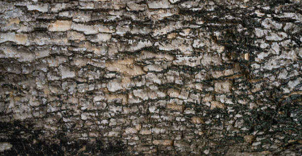 Close-up of tree bark texture background showcasing natural wood patterns and rough grainy surface, ideal for eco-friendly projects and nature-themed designs. Organic material and carbon neutrality.