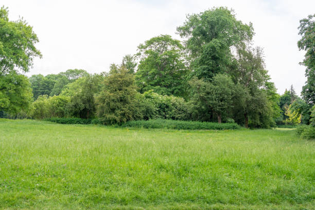 istock Spring Meadow Texture Background, Green Spring Landscape with Copy Space, Idyllic Meadow Banner 2162366975
