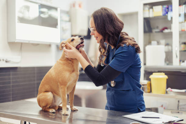 istock Dog's Visit to the Veterinarian 2162367560