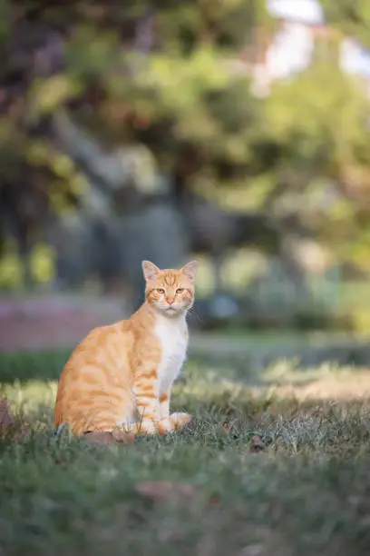 Stray cat is sitting on the grass at public park. Stray cat is sitting on the grass at public park.