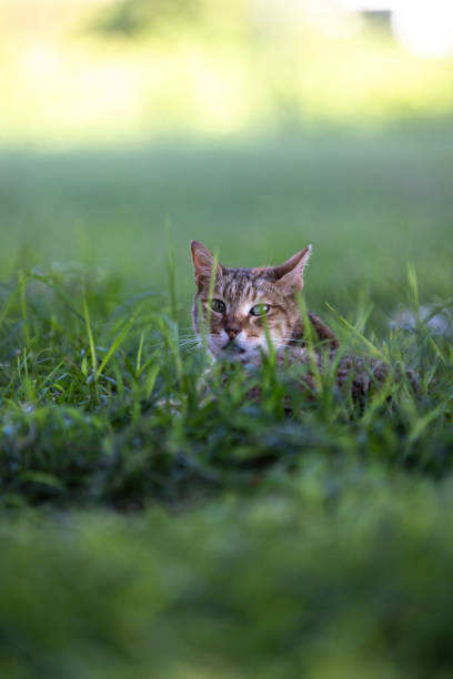 istock Tabby cat is sitting on the grass in nature at sunset. 2162367690