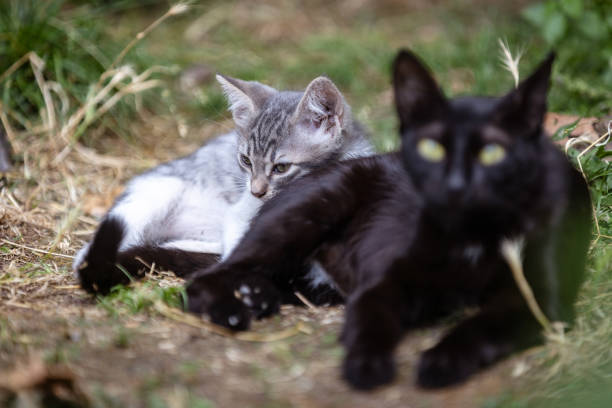 istock Stray cat family. 2162368293
