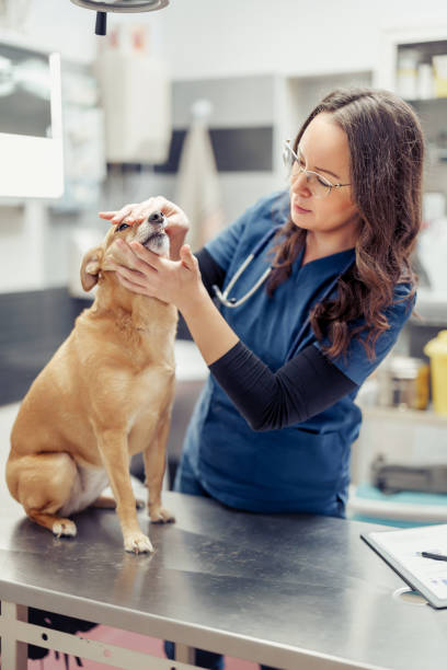 istock Dog's Visit to the Veterinarian 2162368371