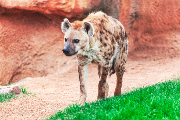 istock Hyena is walking on a dirt path in a zoo 2162368428