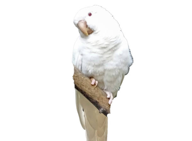 Rose-ringed parakeet isolated on white. Psittacula krameri