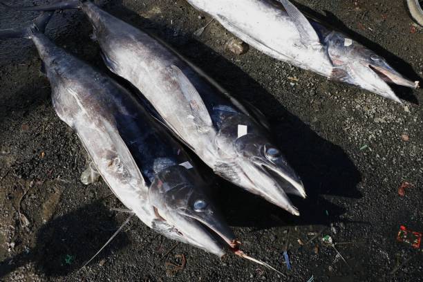 istock Marlin fish is big in Indonesian fish markets 2162369882
