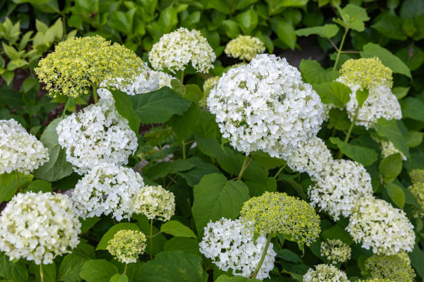 istock White hydrangea flowers blooming in the hydrangea temple in early summer. 2162370072