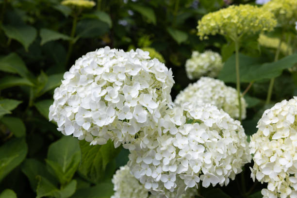 istock White hydrangea flowers blooming in the hydrangea temple in early summer. 2162370087