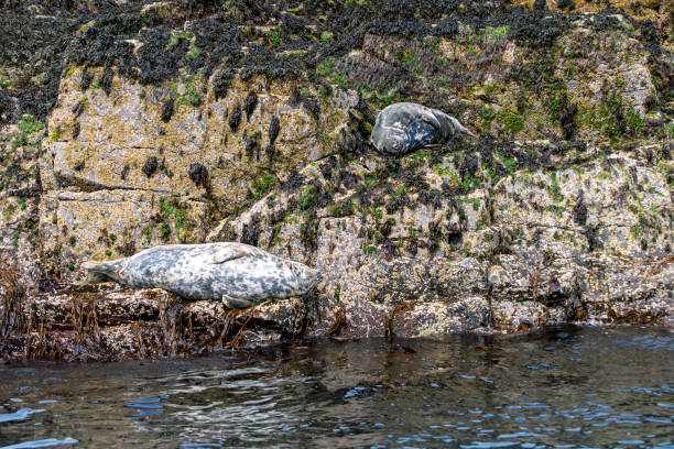 Grey seals resting on the rocks near Inner Farne.