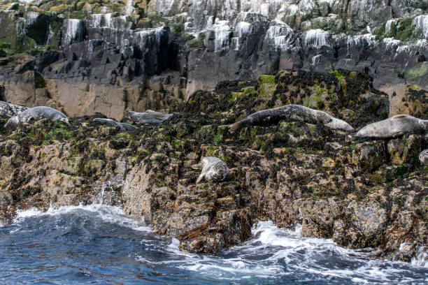 istock Grey seals resting on the rocks near Inner Farne. 2162370663
