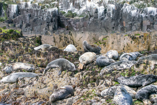 istock Grey seals resting on the rocks near Inner Farne. 2162370678