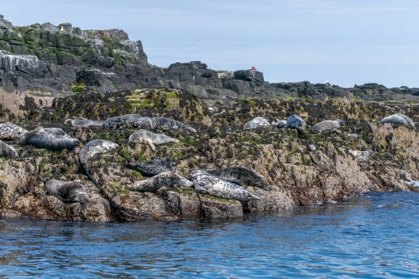 istock Grey seals resting on the rocks near Inner Farne. 2162370780