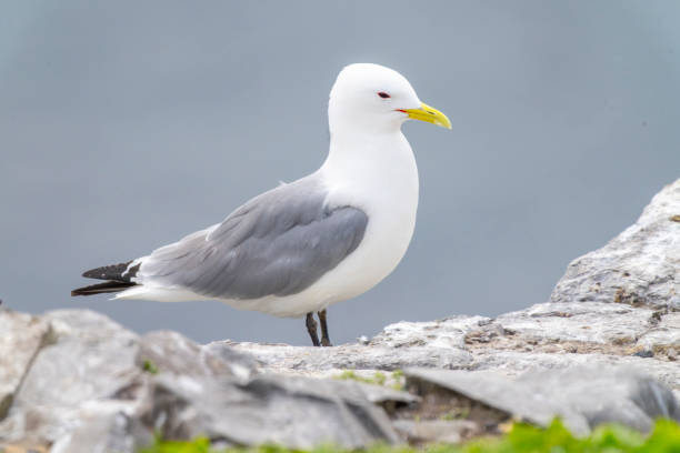 istock A Kittiwake resting on the cliffs of Inner Farne, Northumberland. 2162371052