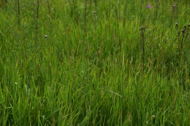 istock Summery Green Hay 2162371067